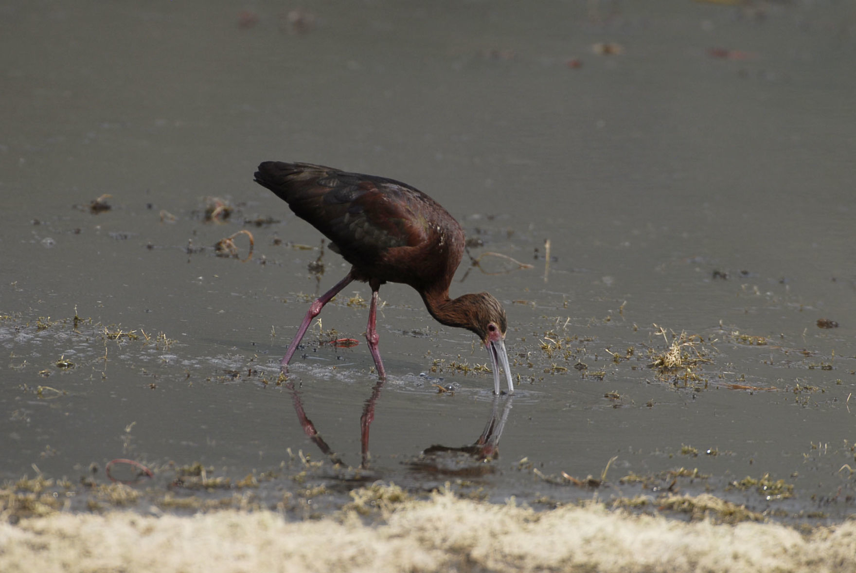White-Faced Ibis
